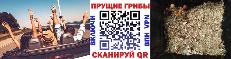 Псилоцибиновые грибы Psilocybine cubensis  Макарьев 